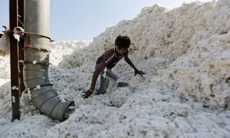 Imports of 2.50 lakh cotton bales from Oz soon in Gujarat