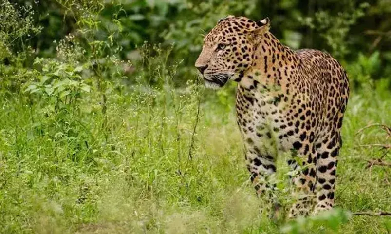 Leopard spotted near picnic spot in Vadodara