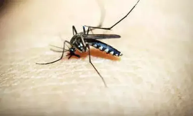 Surge in dengue cases in Ahmedabad, 835 test positive in 34 days