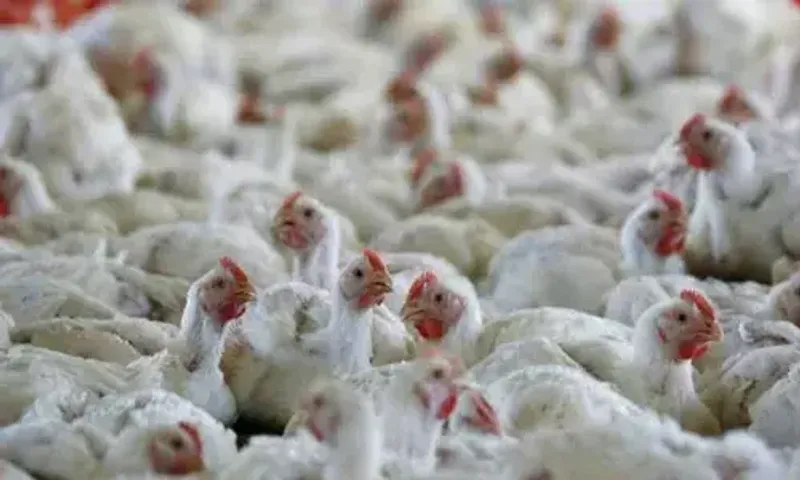 US bird flu outbreak, concerns of next pandemic