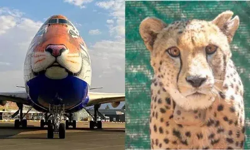 Special plane lands in Namibia to get African Cheetahs; PM Modi to release 'goodwill ambassadors' in MP's Kuno National Park