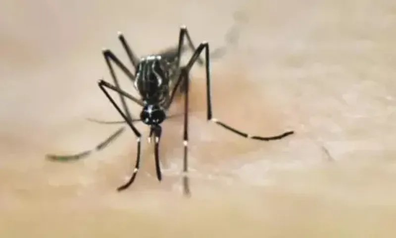 UP dengue fever deaths climb to 50 in Firozabad, 3 doctors suspended