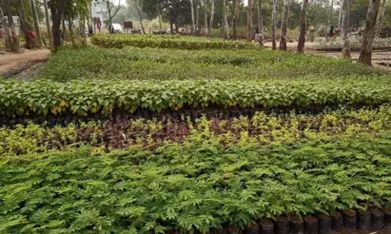 Social Forestry Department has raised millions of seedlings in 131 breeding centers in Vadodara and Chhotaudepur districts