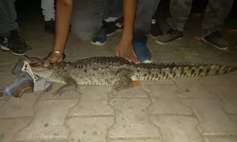 GSPCA and social forestry department caught one crocodile from residential area near Bill village