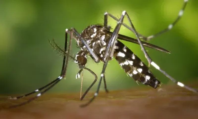 661 teams carrying out precautionary work against mosquito-borne diseases in rural areas of Vadodara districts