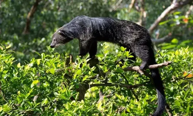 Assam: Two new species identified in Kaziranga National Park