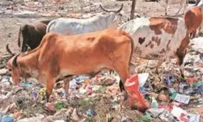 Gujarat High Court takes note of butchered cows in Nadiad