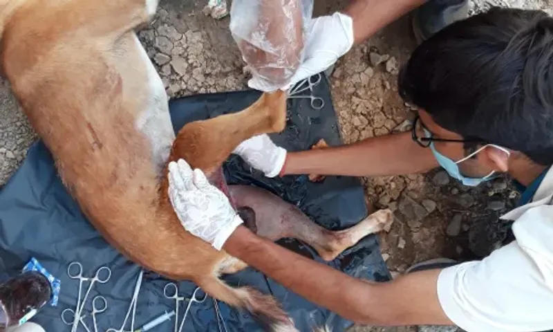 Karuna ambulance service of Vadodara saves the life of a dog who met an accident