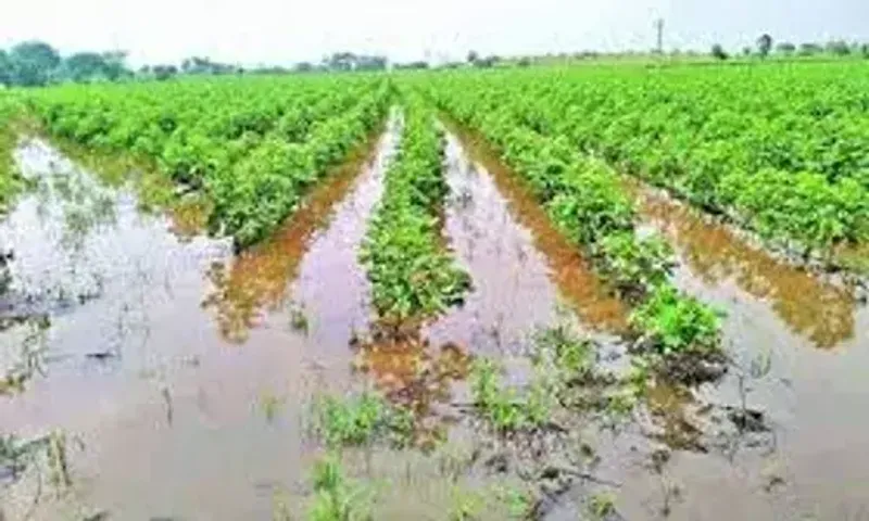 Gujarat govt announces Rs 630 crore relief package for rain- affected farmers in 14 districts