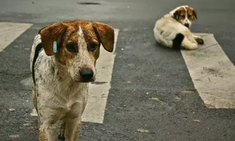 Police complaint against Vadodara resident for injuring the eye of street dog