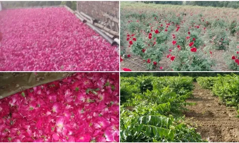 Farmers of Vadodara district are re-adopting the cultivation of Kashmiri roses along with native ones