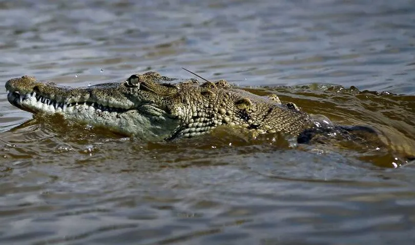 Crocodile attacked a youth near Dhadar river in Karjan