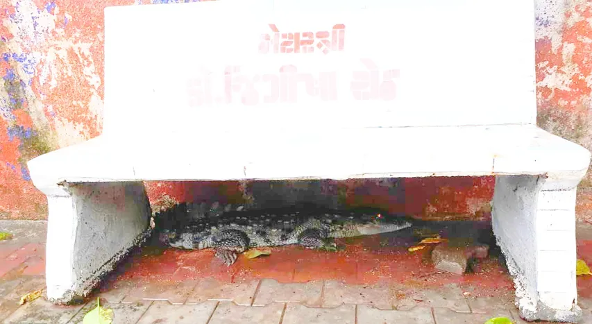 GSPCA volunteers caught 5 feet crocodile sitting under concrete bench near Navlakhi