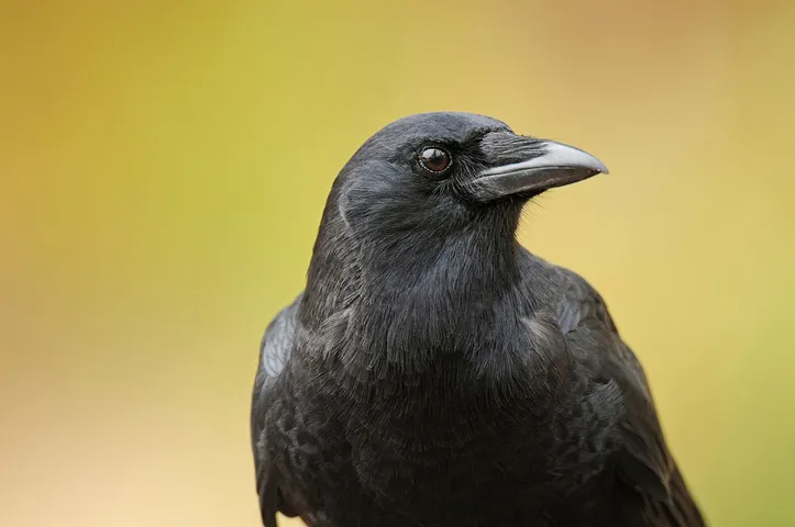 30 crows died instantly in Vasantpura of Savli taluka