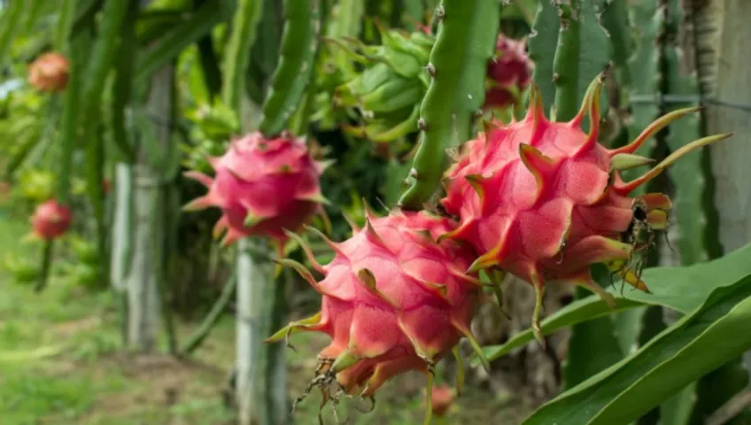 Doubling farmers income through Kamalam fruit cultivation