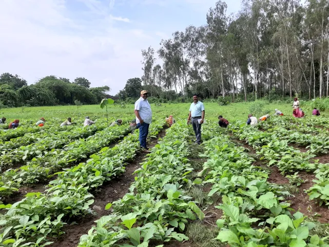 Agro Forestry scheme for farmers with the purpose of cultivating trees with other crops