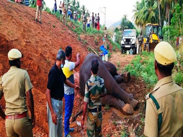 Elephant injured after hit by train in Tamil Nadu