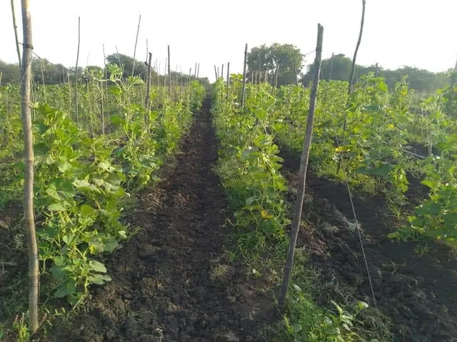 Blinking greenery in scorching summer as farming flourishing in more than 10 thousand hectares of land in Vadodara district