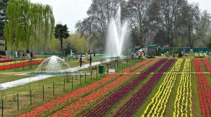 J&K Lt Governor Manoj Sinha: Tulip festival perfect opportunity to display Kashmir’s unparalleled beauty