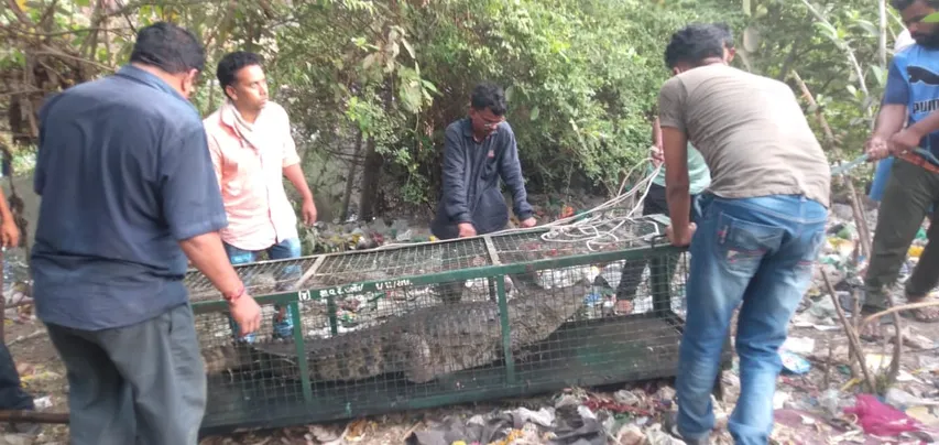 GSPCA and Social Forestry department team caught six foot crocodile from Karelibaug Tulsiwadi area in Vadodara