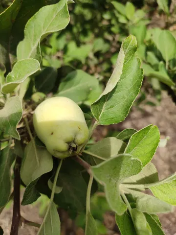 Karjan farmer planted fruits of cold region in the warm climate of Vadodara district