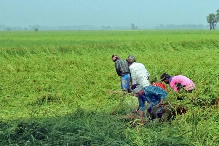 Cyclone Yaas damaged 2.21 lakh hectares of crops in West Bengal