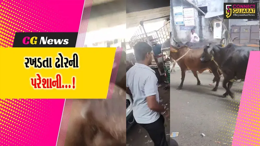 Surat Stray Cattle
