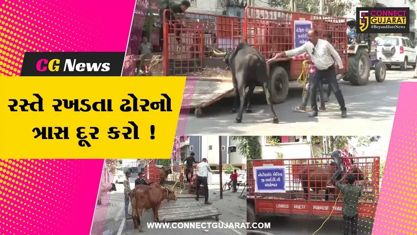 Ankleshar GIDC Stray Cattle Cought