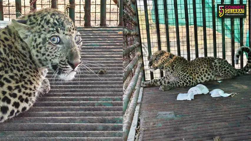 Leopard Cub