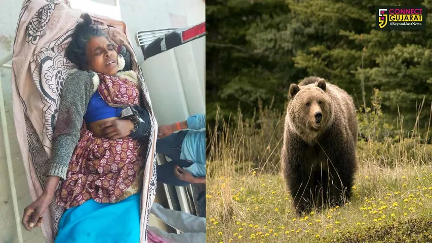 Sabarkantha Bear Attack