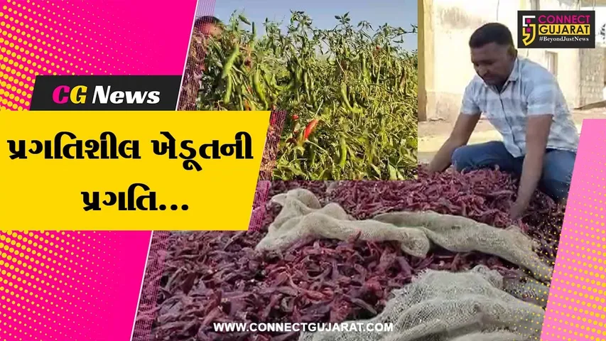 Amreli Farmer Chilli Cultivation