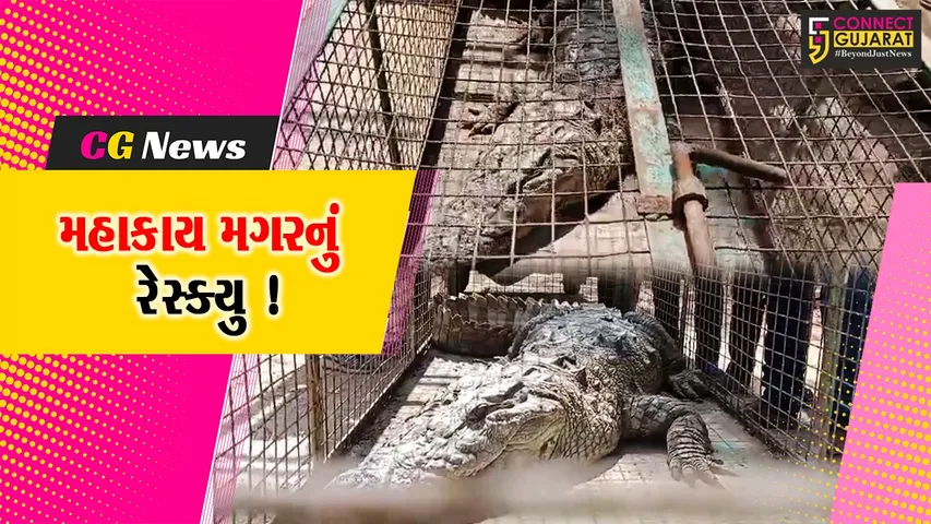 ભરૂચ: વાગરાના પણીયાદરા ગામે મહાકાય મગર આવી ચઢ્યો, વનવિભાગે કર્યું રેસ્ક્યુ !