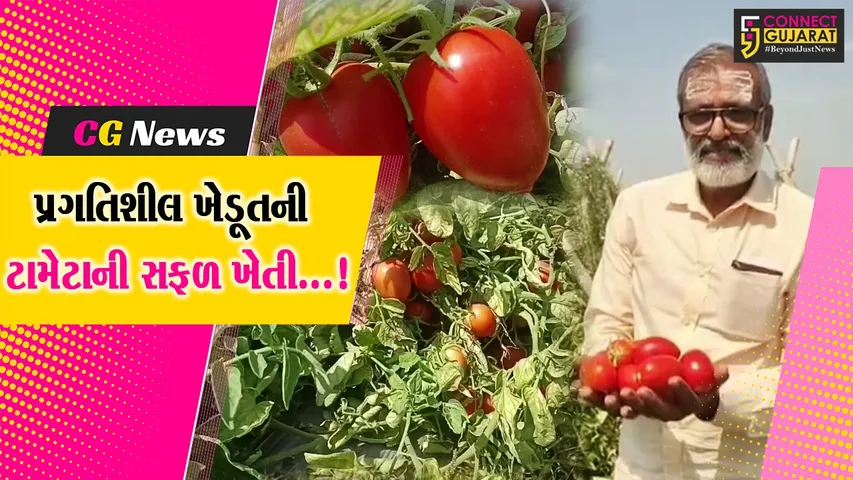 અમરેલી : પ્રગતિશીલ ખેડૂત ટામેટાની ખેતી કરીને અન્ય માટે બન્યા પ્રેરણારૂપ,આધુનિક અને ગાય આધારિત ખેતીથી મેળવી સફળતા