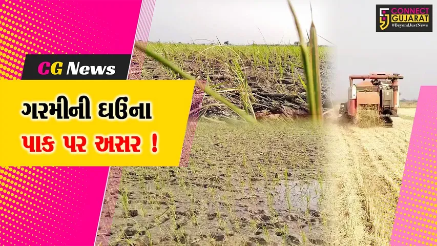 અંકલેશ્વર- હાંસોટ પંથકમાં ગરમીના કારણે ઘઉંના પાક પર વિપરીત અસર, ઉત્પાદનમાં ઘટાડો !