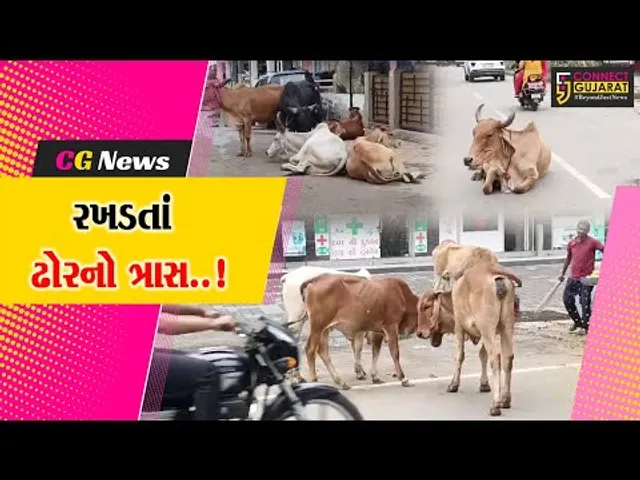અંકલેશ્વર નોટીફાઇડ એરિયામાં રખડતાં ઢોરથી સ્થાનિકો ત્રાહિમામ, જુઓ હાઉસિંગ એસો.ના પ્રમુખે શું કહ્યું..