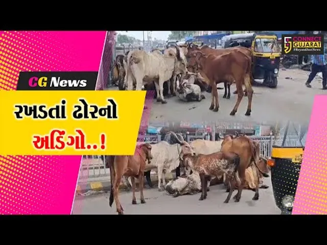 અંકલેશ્વર શહેરના મુખ્ય માર્ગો પર રખડતાં પશુઓનો અડિંગો, વાહન ચાલકો ત્રાહીમામ...