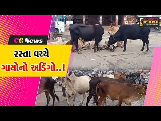 સાબરકાંઠા: પ્રાંતિજમાં રખડતી ગાયોના ત્રાસથી વાહન ચાલકો અને સ્થાનિક લોકો ભયગ્રસ્ત