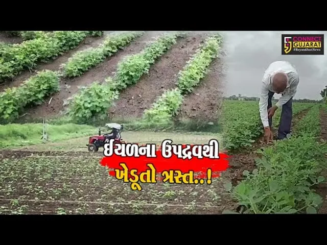 અમરેલી : મગફળીના પાકમાં ઇયળનો ઉપદ્રવ વધતા ખેડૂતોના લલાટે ચિંતાની લકીર...