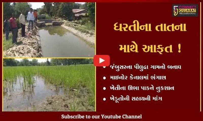 ભરૂચ: જંબુસરના પીલુદ્રા ગામે માઇનોર કેનાલમાં ભંગાણ,ખેતીના ઊભા પાકને નુકશાન