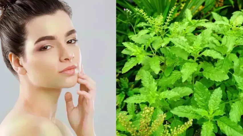 Tulsi For Skin Care: 'તુલસી' ત્વચાને લગતી ઘણી સમસ્યાઓથી આપશે રાહત, આ રીતે કરો ઉપયોગ..!