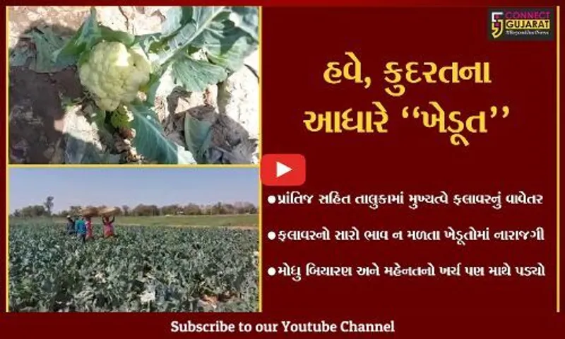 સાબરકાંઠા : ફલાવરનો સારો ભાવ ન મળતા પ્રાંતિજના ખેડૂતોમાં નિરાશા...