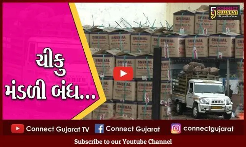 નવસારી : અમલસાડી ચીકુના સ્વાદ રસિયાઓને માવઠાએ આપ્યા માઠા સમાચાર..!