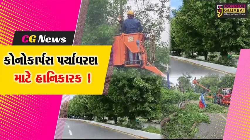 વડોદરા: મહાનગર પાલિકા દ્વારા કોનોકોર્પસ નામના હાનિકારક વૃક્ષોની કરવામાં આવી છટણી