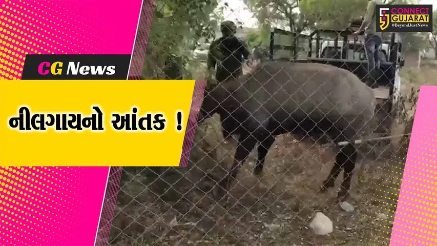 અમરેલી: ધારીના કમી કેરાળા ગામે નીલગાયનો આંતક,ખેડૂત પર કર્યો હુમલો..
