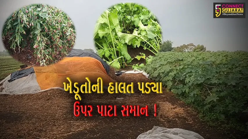 ગીરસોમનાથ: શિયાળામાં ચોમાસા જેવો કમોસમી વરસાદ વરસી જતા ખેડૂતોના પાકને ભારે નુકસાન