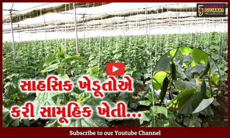 અરવલ્લી : વાવેતરથી વેચાણ સુધીના આયામ આદરી 15 ખેડૂતોએ કરી સામૂહિક ખેતી...