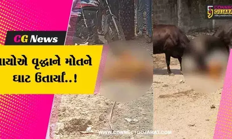 રૂવાડા ઉભા કરી દેતો વિડિયો..! : વડોદરામાં ગાયો વૃદ્ધાને પિંખતી રહી, પગ ભાંગી જતાં વૃદ્ધાનું મોત...