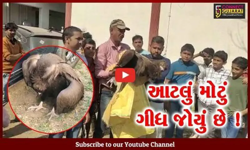 ભરૂચ: નામશેષ થયેલા ગીધરાજનું નવા વર્ષે જ આગમન,લુપ્ત થયેલા વિશાળ ગીધનો જુઓ વિડીયો