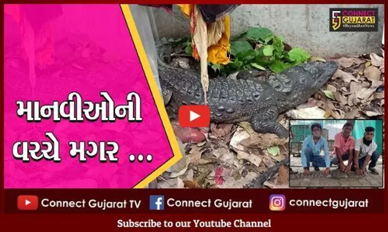 વડોદરા : શ્રમજીવીઓની બાજુમાં આવીને મગર બેસી ગયો, જુઓ લાલબાગ ઝુંપડપટ્ટીની દીલધડક ઘટના