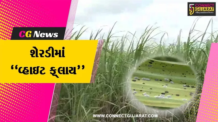 સુરત : વરસાદ પાછો ખેંચાતા શેરડીના પાકમાં વધ્યો સફેદ માખીનો ઉપદ્રવ, ધરતીપુત્રોને આર્થિક નુકશાની વેઠવાનો વારો...